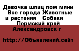 Девочка шпиц пом мини - Все города Животные и растения » Собаки   . Пермский край,Александровск г.